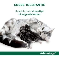 Advantage 40 Spot-On Kat <4kg 4pip 14 Advantage 40 Spot-On Kat <4kg 4pip -Huisdierbenodigdheden advantage usp3.548cf9
