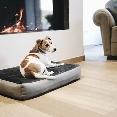 Kentucky Honden Bed Soft Pillow 3 Kentucky Honden Bed Soft Pillow