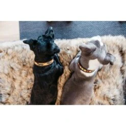 Kentucky Halsband Handgemaakte Parels Orange & Dog -Huisdierbenodigdheden agradi 44850015 5.b07df0