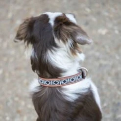 PÉNÉLOPE Pénélope Halsband Pearl Leer Cognac/Turquoise -Huisdierbenodigdheden agradi 44990776 3.932225