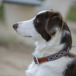 PÉNÉLOPE Pénélope Halsband Pearl Leer Cognac/Turquoise -Huisdierbenodigdheden agradi 44990776 4.5277c7