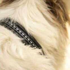 PÉNÉLOPE Pénélope Hondenhalsband Point Sellier Zwart -Huisdierbenodigdheden agradi 45045073 4.fc9699