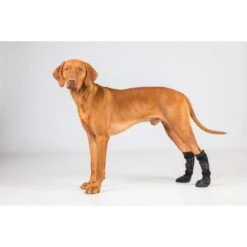 Back On Track Hondenschoen Lola Zwart S -Huisdierbenodigdheden bot22 3105 lola pet shoes lifestyle edit.e2f920