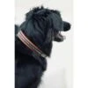 PÉNÉLOPE Pénélope Hondenhalsband Point Sellier Havana -Huisdierbenodigdheden ekkia penelope point sellier hondenhalsband 1.5c06d1