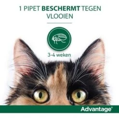 Advantage 40 Spot-On Kat <4kg 4pip 12 Advantage 40 Spot-On Kat <4kg 4pip -Huisdierbenodigdheden elanco advantage usp1.21ea3a