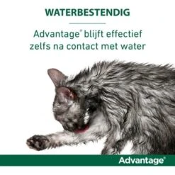 Advantage 40 Spot-On Kat <4kg 4pip 15 Advantage 40 Spot-On Kat <4kg 4pip -Huisdierbenodigdheden elanco advantage usp4.2f8993