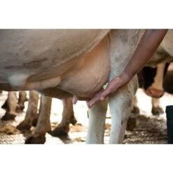 Excellent Maxi Mint Grootverpakking Incl. Dosator 2,5L -Huisdierbenodigdheden hofman 136076.86f004