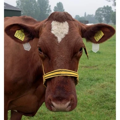 Virbac Oorlabels Anti-Vliegen Auriplak 10st 7 Virbac Oorlabels Anti-Vliegen Auriplak 10st - Afbeelding 5