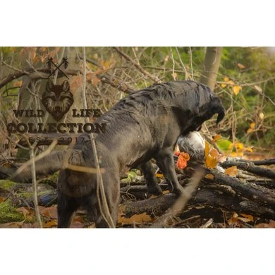 Agradi Wild Life Dog Pigeon (duif) 4 Agradi Wild Life Dog Pigeon (duif) - Afbeelding 2