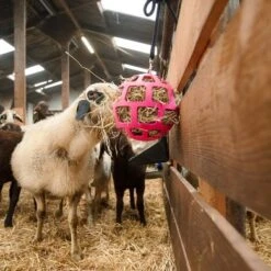 Excellent Hay Slowfeeder Fun And Flex Roze 22cm 7 Excellent Hay Slowfeeder Fun And Flex Roze 22cm -Huisdierbenodigdheden hofman hooi018m025.4f8a38