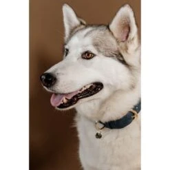 Kentucky Hondenhalsband Soft Vegan Leather Navy/Beige 14 Kentucky Hondenhalsband Soft Vegan Leather Navy/Beige -Huisdierbenodigdheden kd22 485a6689.69d081