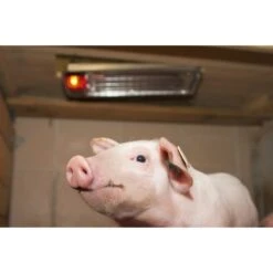 Kerbl Sunnyboy Warmtestraler 150w -Huisdierbenodigdheden ke 222593mood01.fe1ac0