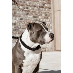 Kentucky Halsband Teddy Fleece Zwart -Huisdierbenodigdheden kentucky 179a2047.8f3049