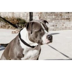 Kentucky Halsband Teddy Fleece Zwart -Huisdierbenodigdheden kentucky 179a2053.c433c2