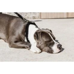 Kentucky Halsband Teddy Fleece Zwart -Huisdierbenodigdheden kentucky 179a2057.1200be