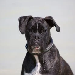 Kieffer Halsband Ultrasoft Fashion Zwart Met Kristallen 7 Kieffer Halsband Ultrasoft Fashion Zwart Met Kristallen -Huisdierbenodigdheden kieffer 544 hh ultrasoft fashion 4.ed5f96