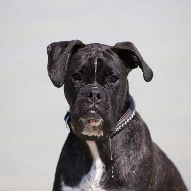 Kieffer Halsband Ultrasoft Fashion Zwart Met Kristallen 5 Kieffer Halsband Ultrasoft Fashion Zwart Met Kristallen - Afbeelding 3