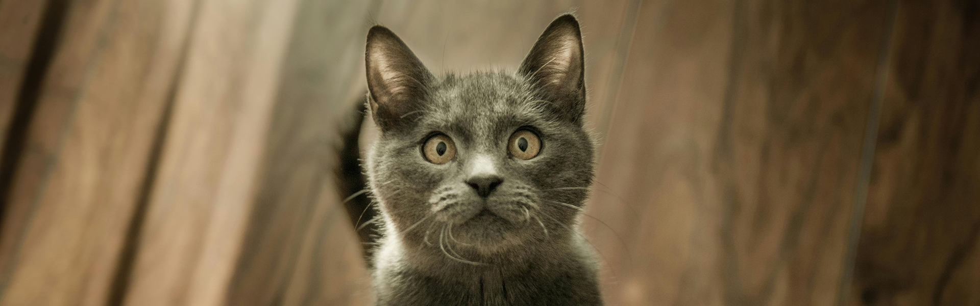 Huisdierbenodigdheden -Huisdierbenodigdheden pexels kerber 774731