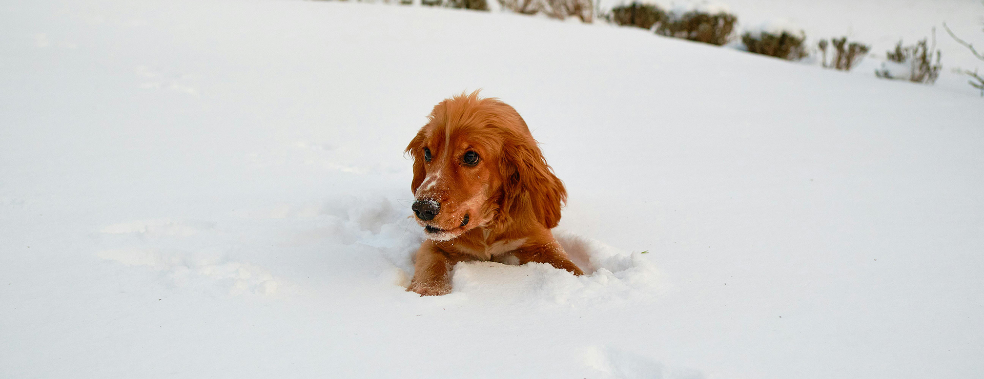 Huisdierbenodigdheden -Huisdierbenodigdheden pexels sb 9341527