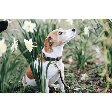 Kentucky Halsband Velvet Leather Brown 3 Kentucky Halsband Velvet Leather Brown