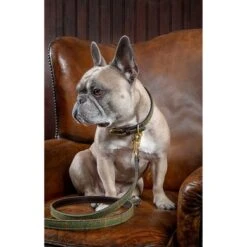 Digby & Fox Lijn Leder Gevoerd Groen 110cm -Huisdierbenodigdheden productsh 6633.dd4767