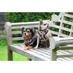 Digby & Fox Tuig Leopard Print Leopard -Huisdierbenodigdheden shires 6871 leopard 4.61d958