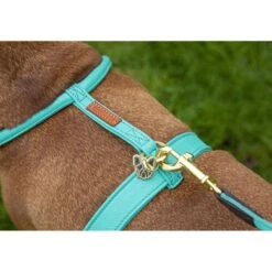 Digby & Fox Honden Lijn Rondgenaaid Teal 110cm -Huisdierbenodigdheden shires 6886 teal 1.9d0fee
