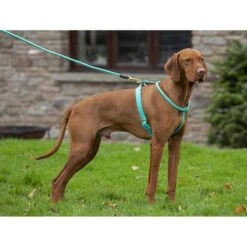 Digby & Fox Honden Lijn Rondgenaaid Teal 110cm -Huisdierbenodigdheden shires 6886 teal 2.6bfd52